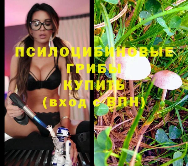 ПСИЛОЦИБИНОВЫЕ ГРИБЫ Богданович